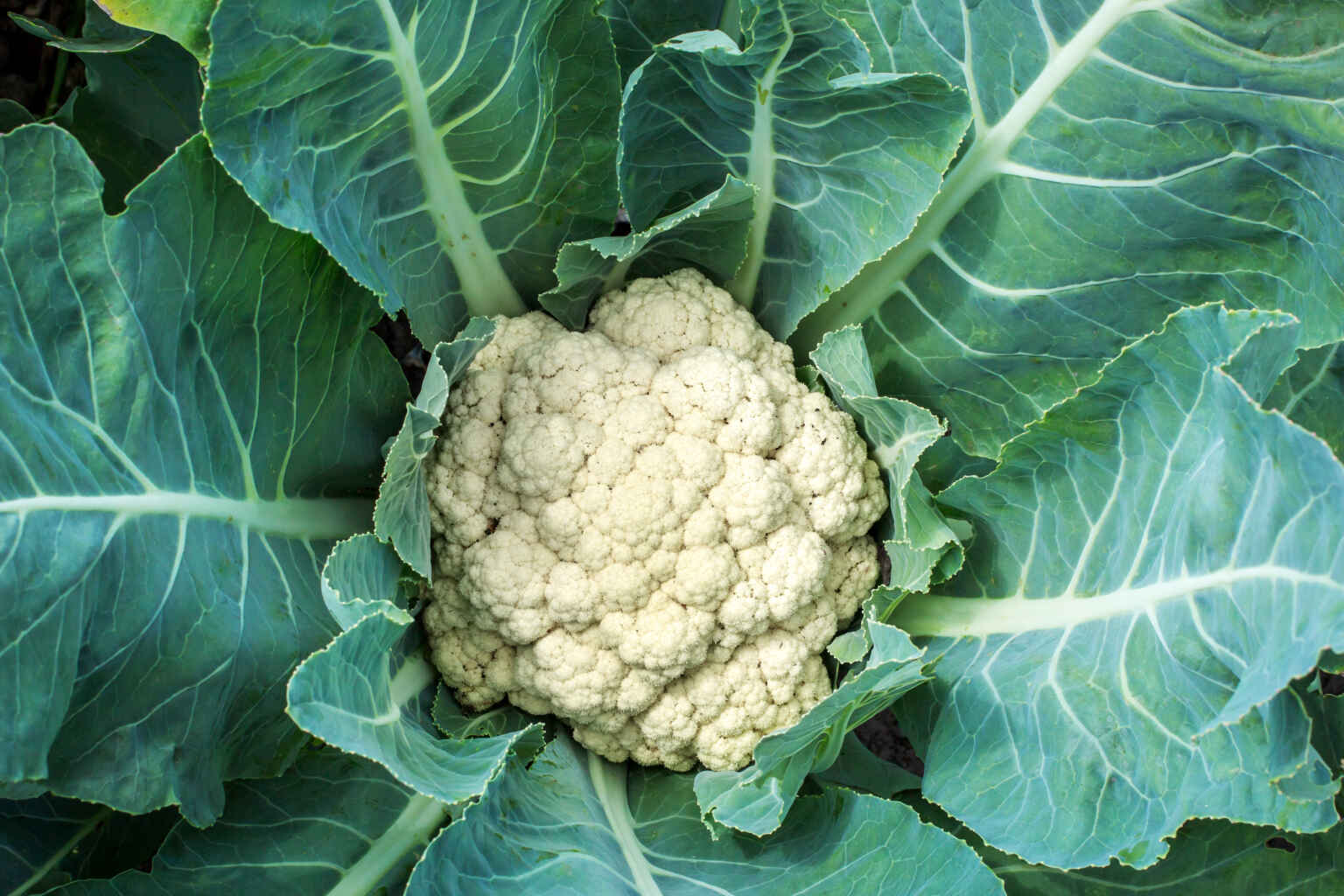 cauliflower closeup outdoor 2021 08 26 15 33 27 utc