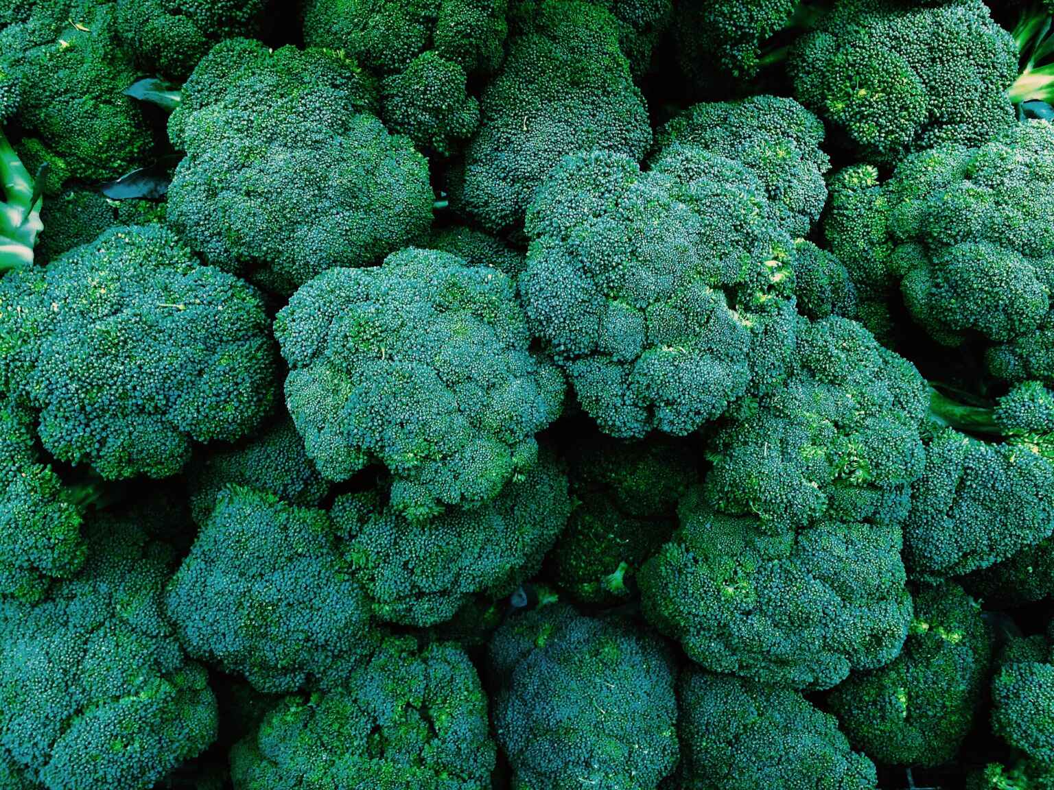 Broccoli