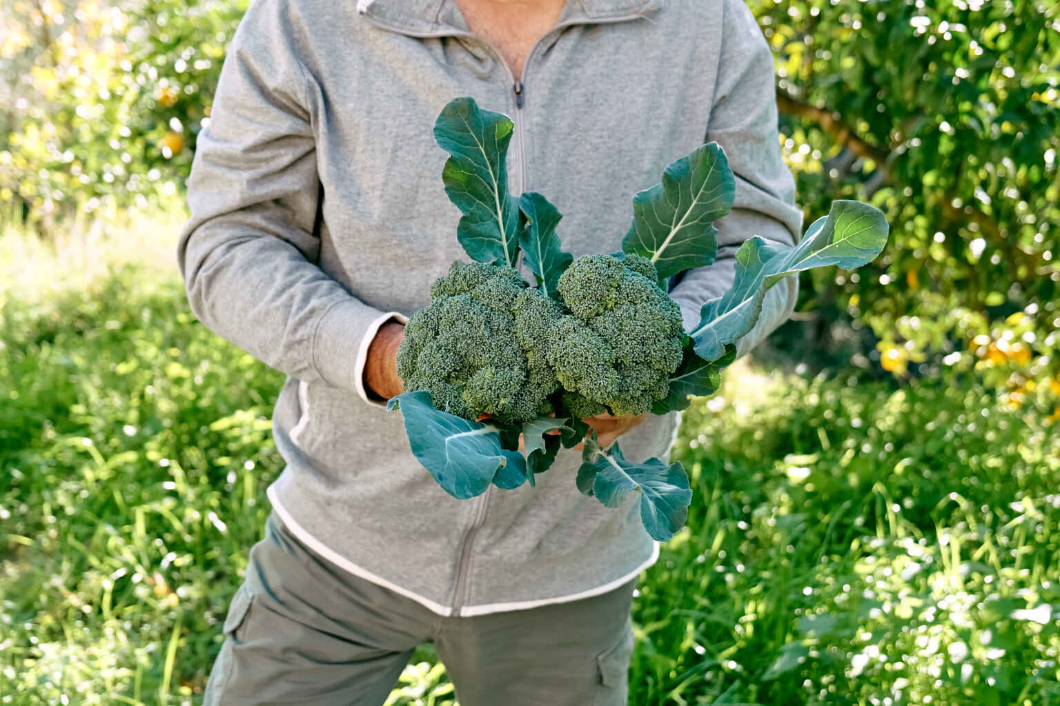 broccoli plant growing in vegetable garden hands 2023 03 10 20 47 42 utc