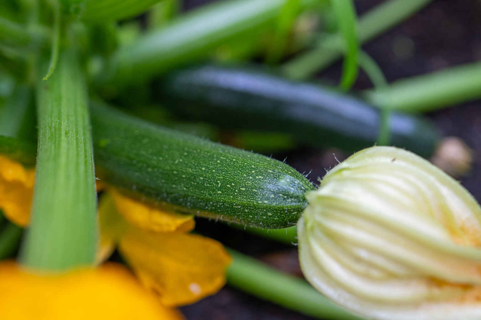 Courgette