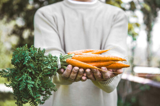 carrots 2021 08 26 16 27 37 utc