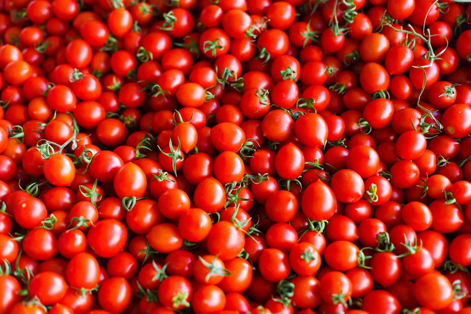 Tomaten