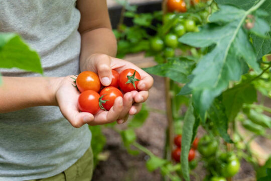 Tomaten Featured