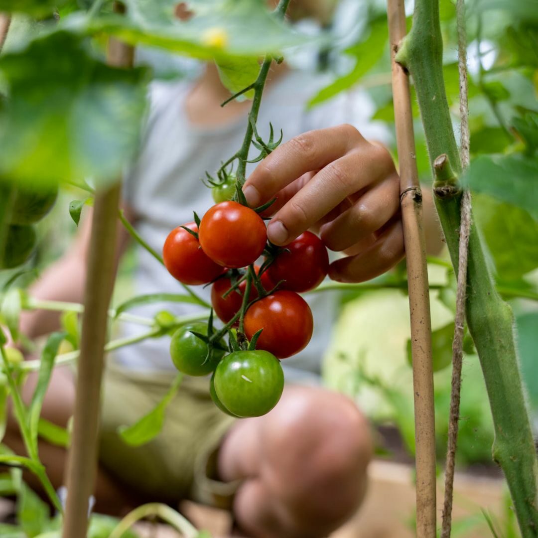 moestuin
