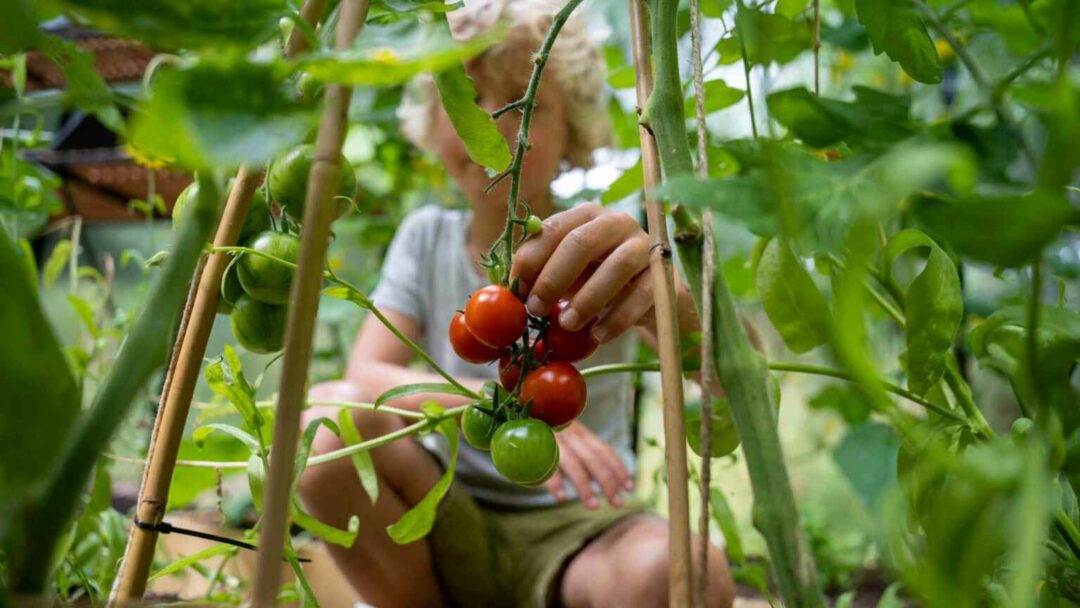 Coverfoto populaire moestuingewassen