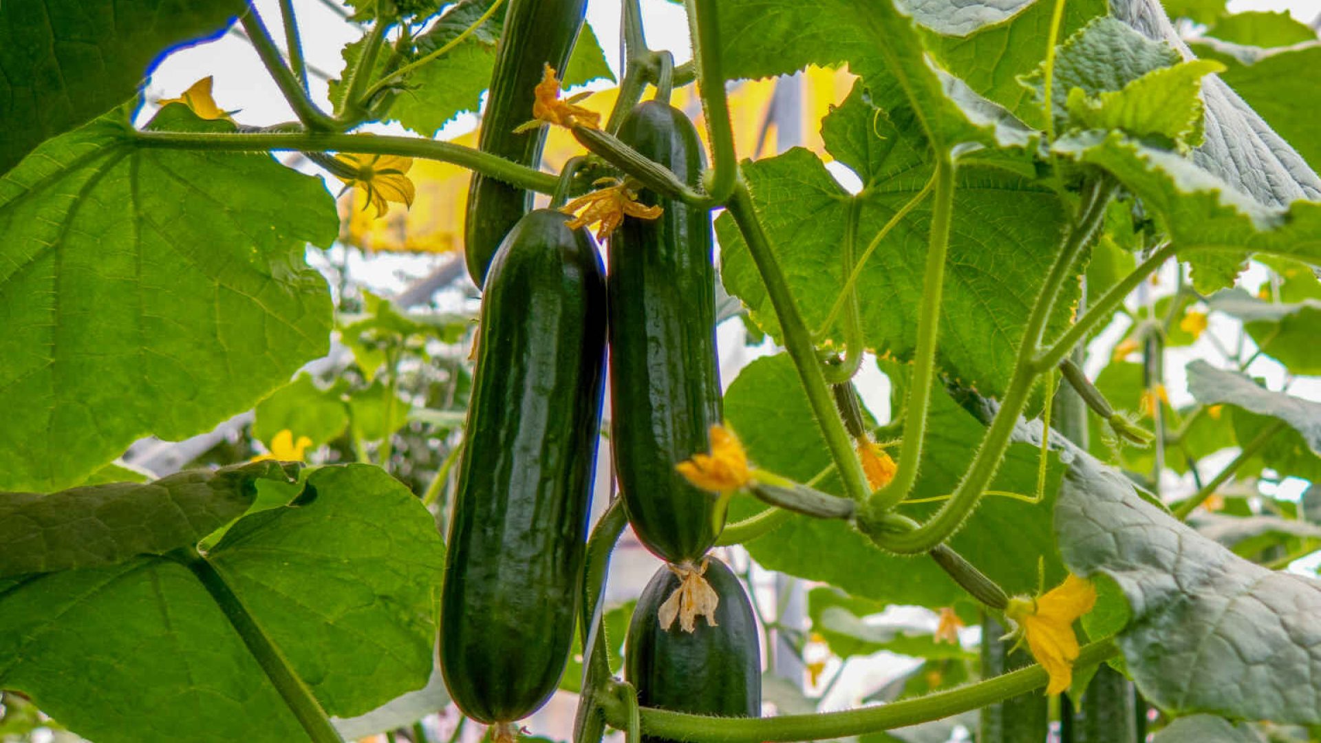 Fresh cucumber still on the plant