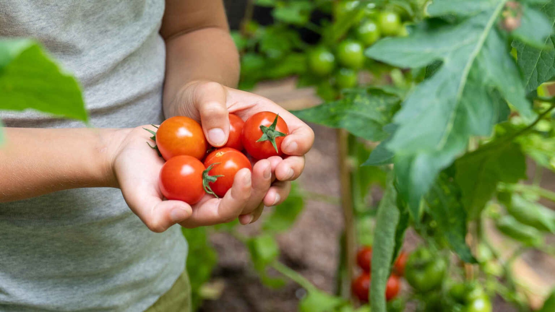 Tomaten-Featured