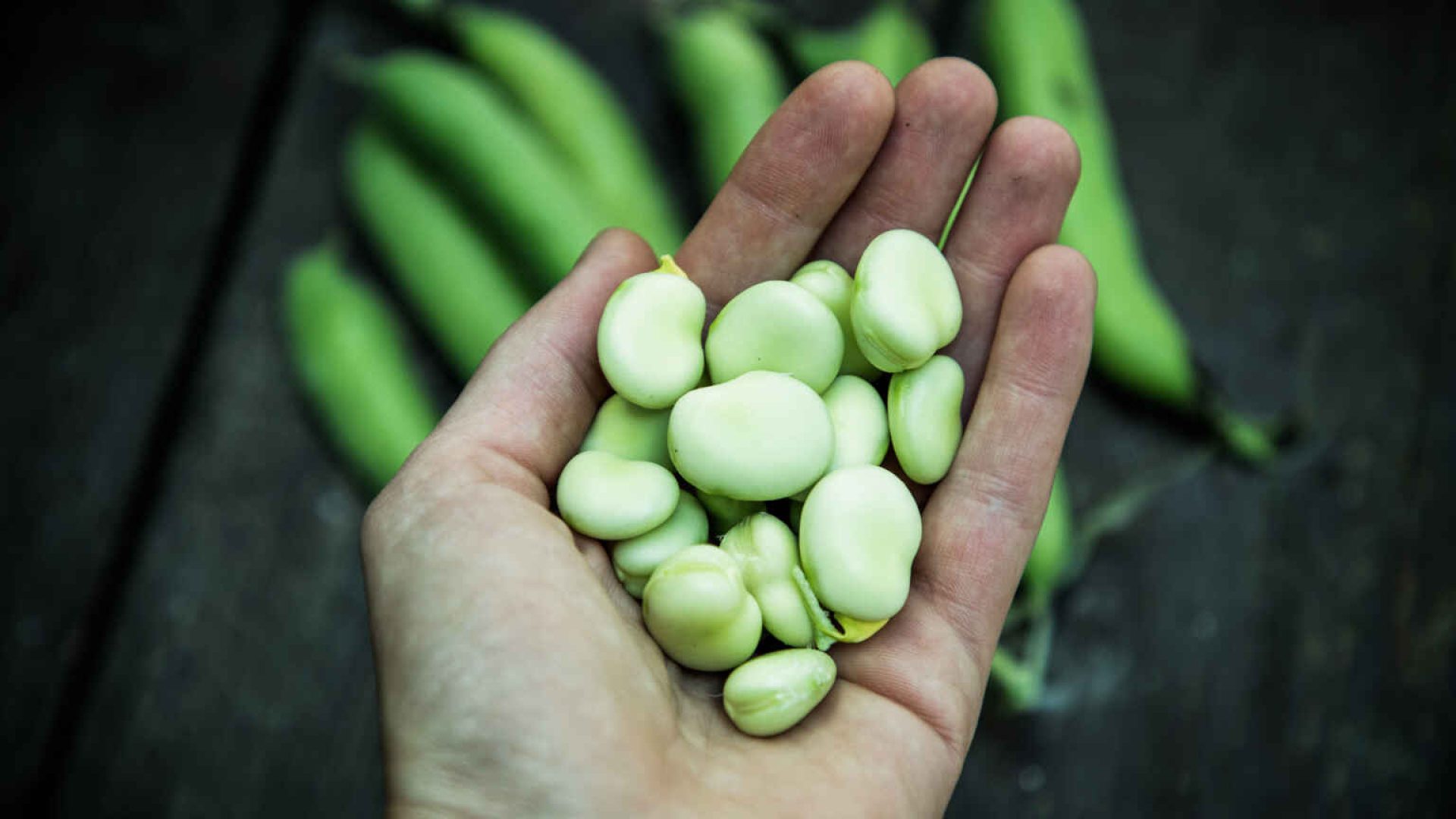 freshly picked green ripe fava beans